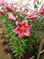 [4175 Alamosa VH No01.JPG]